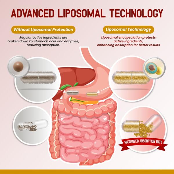 Liposomal Cloves with Cinnamon & Ginger – Advanced Formula – Supports Digestive Health, Immune System & Respiratory Wellness* – 60 Capsules (Pack of 2) – Made in The USA - Image 5